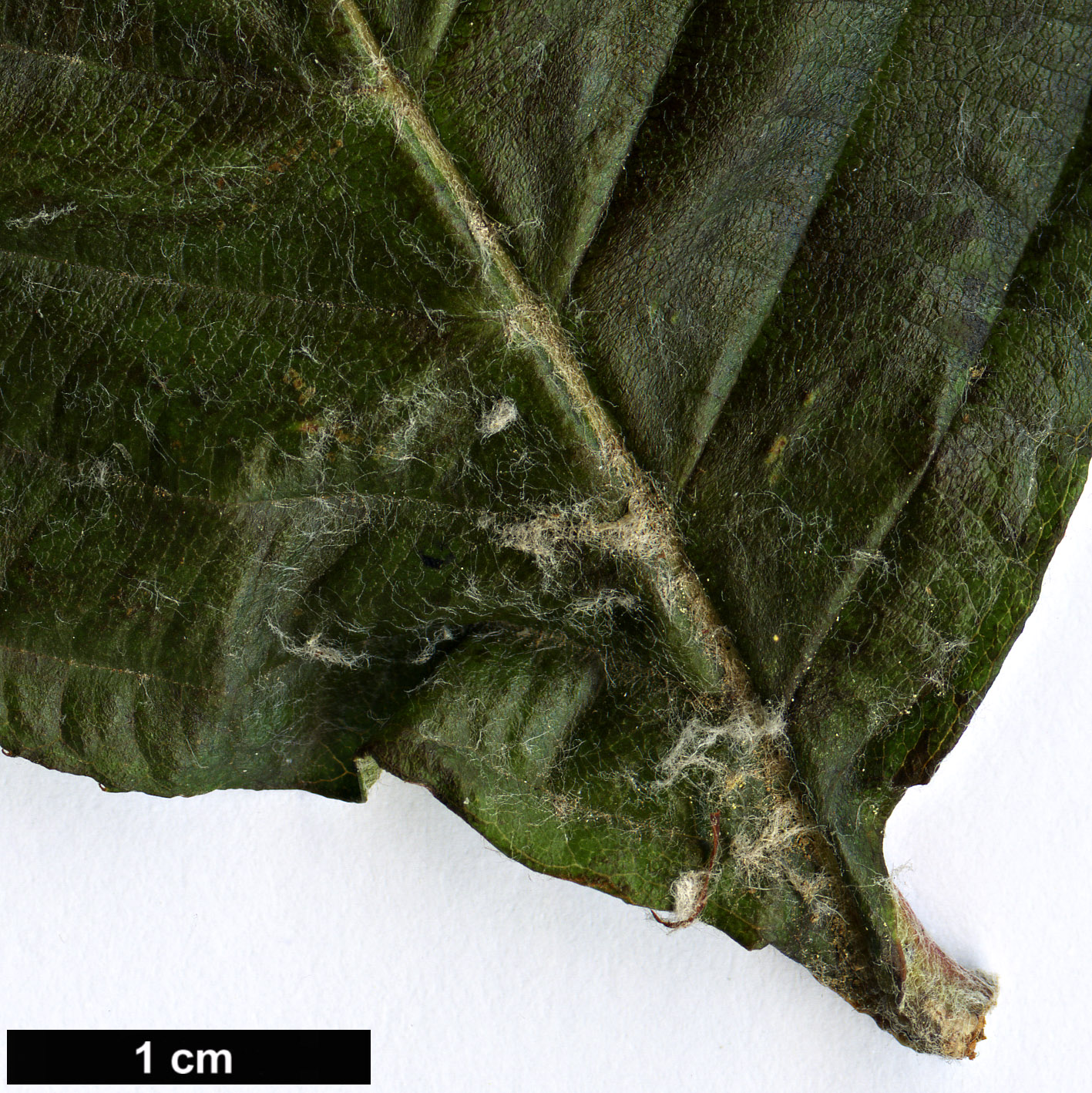High resolution image: Family: Rosaceae - Genus: Sorbus - Taxon: heseltinei - SpeciesSub: var. glabrescens